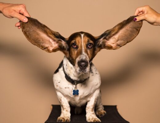 Six Things You Should Know About Your Ears